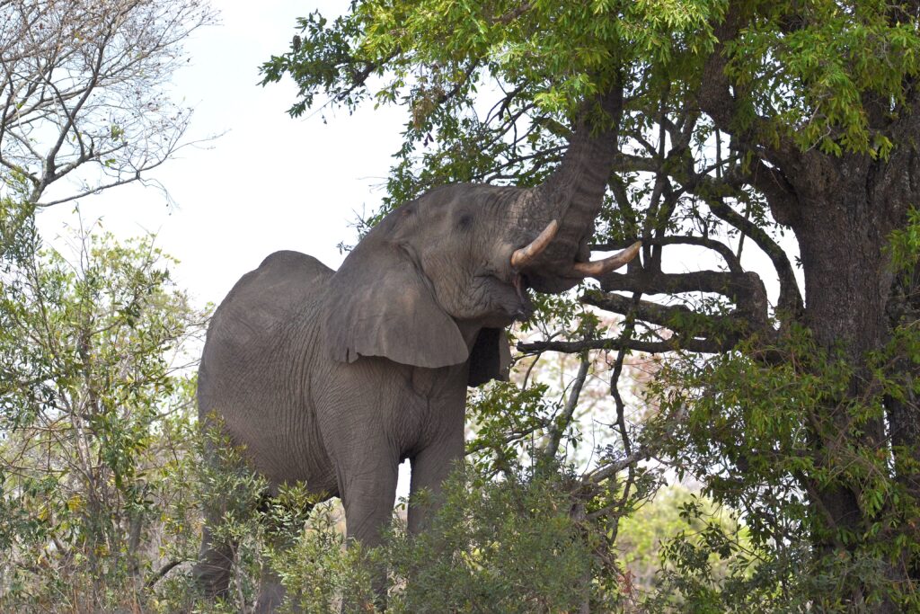 Kruger national Park Elephants