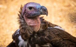 Lappet Faced Vulture