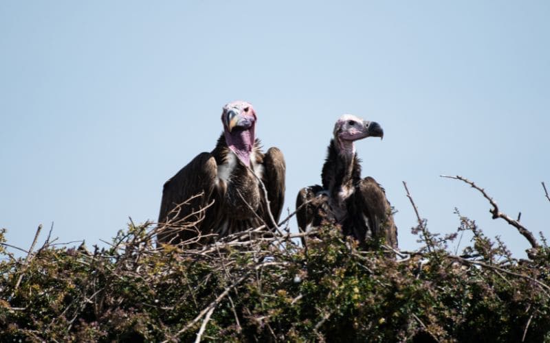 Lappet Faced Vulture Breeding
