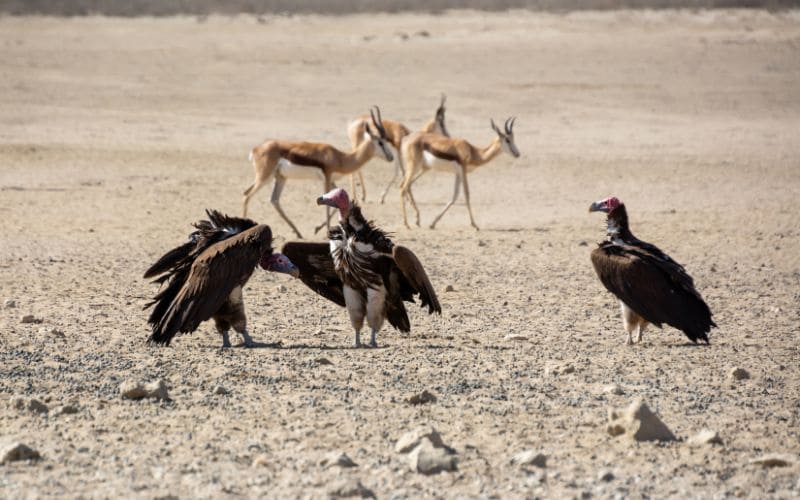Lappet Faced vulture conservation
