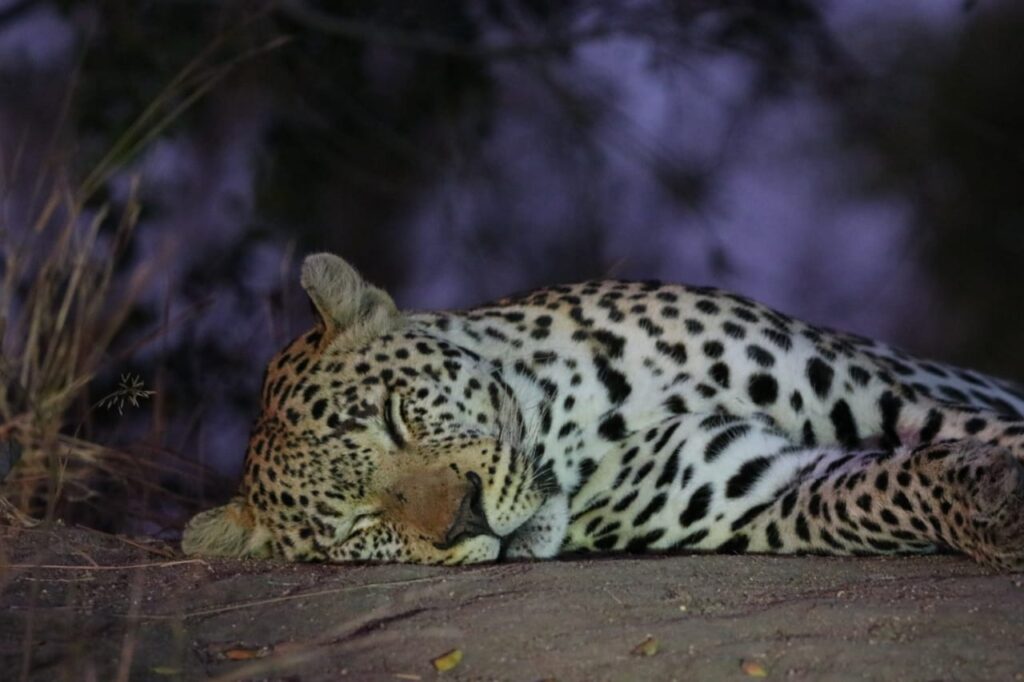 Leopard Early Morning Kruger Park