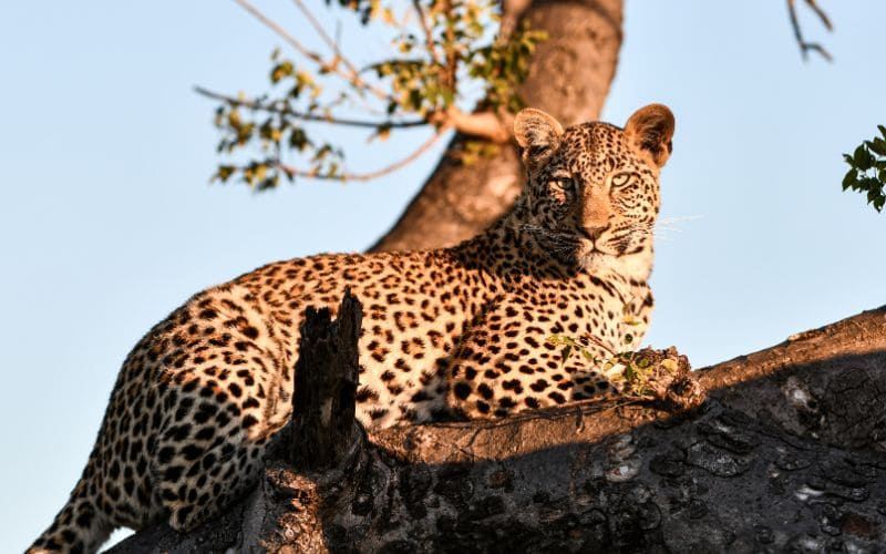 Leopard Lower Sabie Rest Camp
