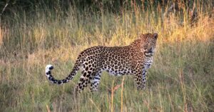 Leopard Northern Kruger Park