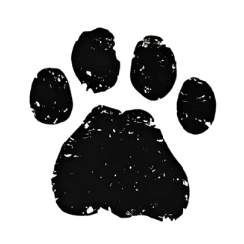 African Leopard track and paw print