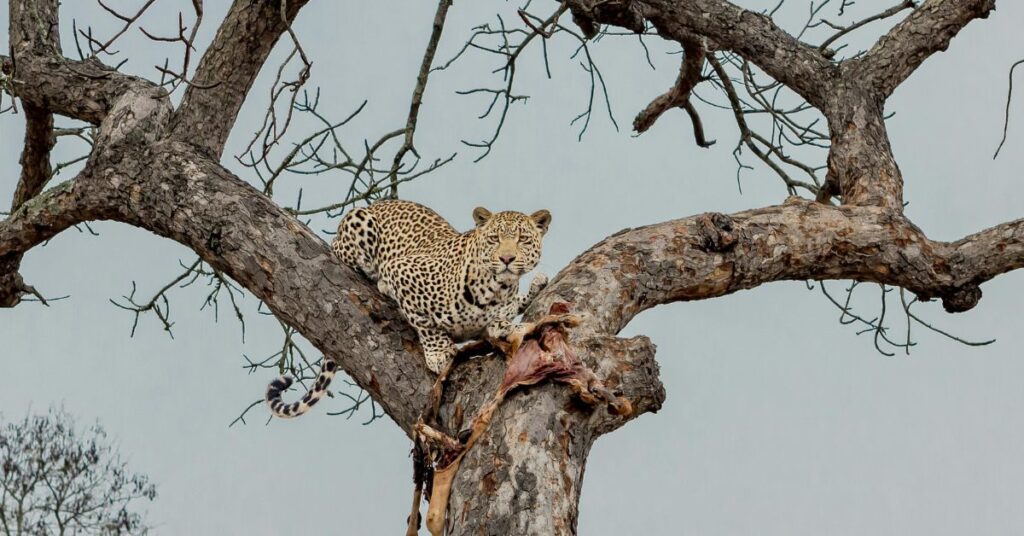 Leopard with kill Skukuza
