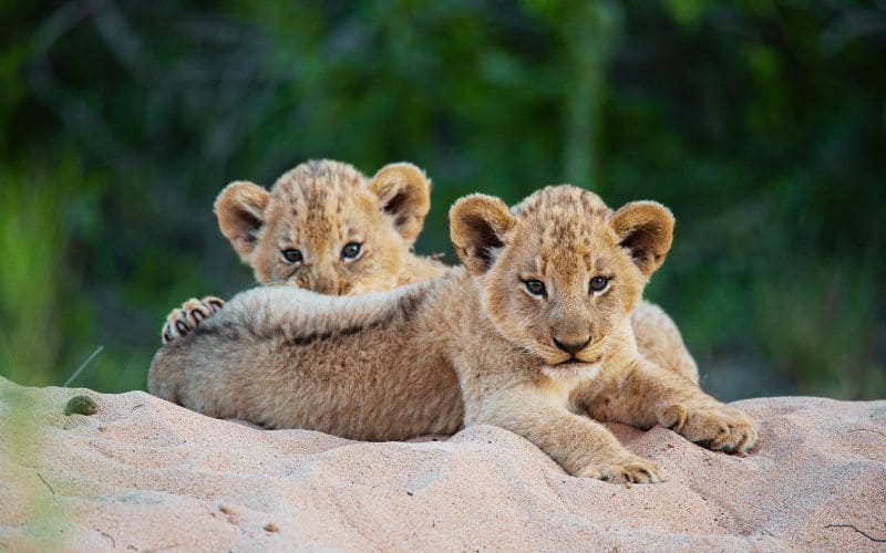 Lion Cubs Kruger Park