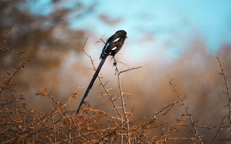 Magpie Bird