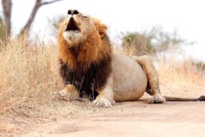 Male Lion Kruger National Park Safaris