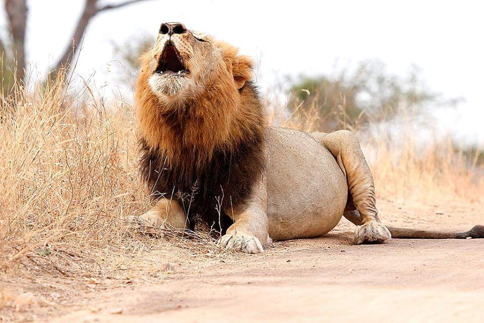 Male Lion Kruger National Park Safaris