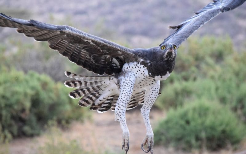 Martial Eagle Africa