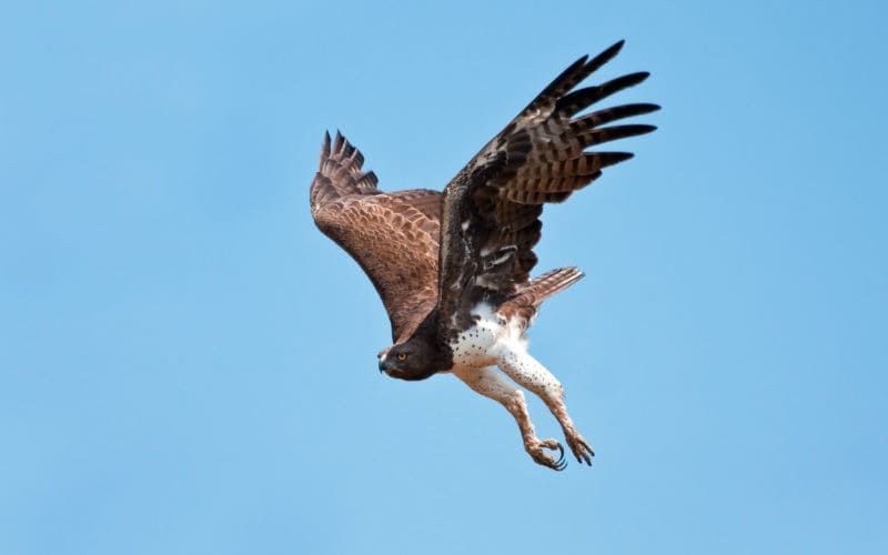 Martial Eagle in Flight