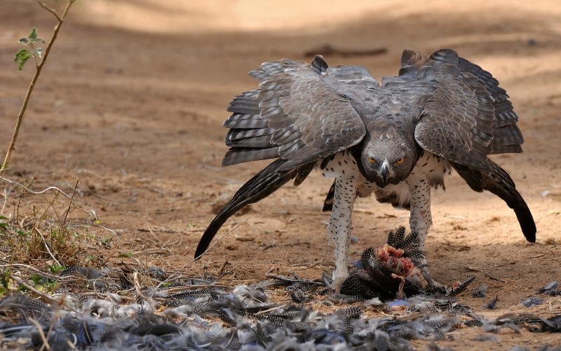 Martial Eagle with Prey