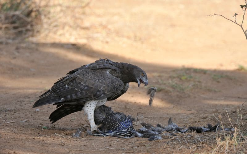 Martial Eagle