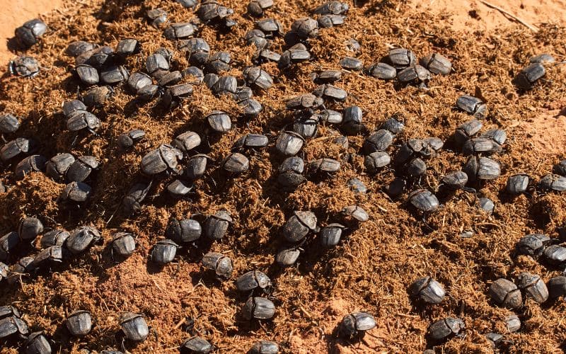 Multiple Dung Beetles