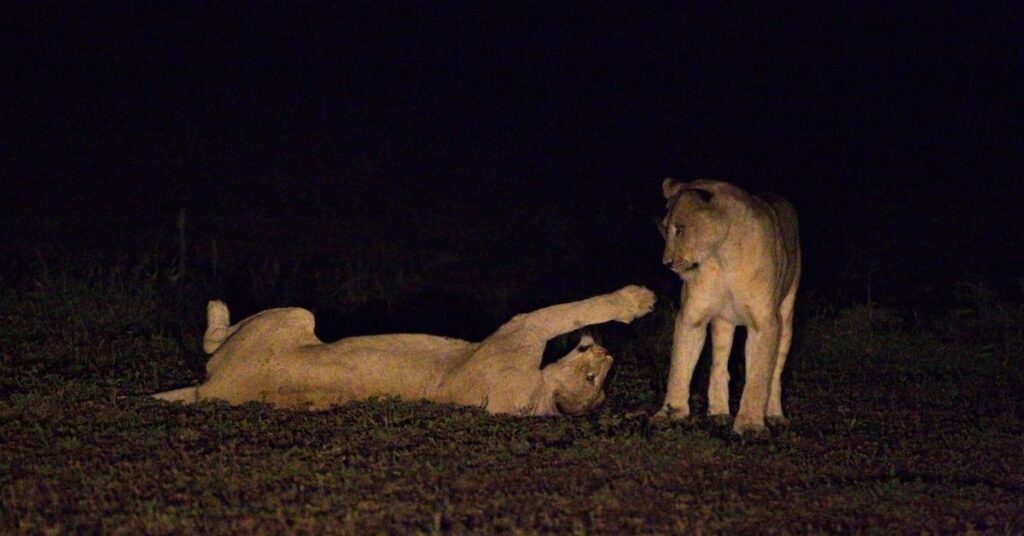 Night Safari Kruger Park