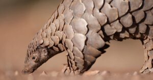 Pangolins: The Scaly Mammal in South Africa