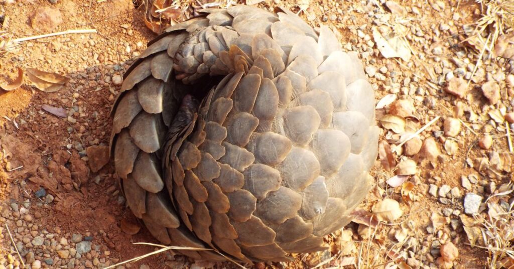 Pangolin Kruger National Park