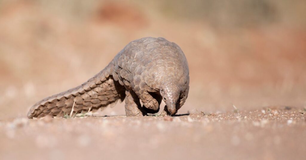 Pangolin Sighting