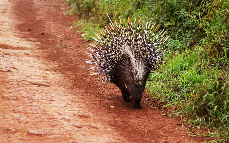 Porcupine Habitat