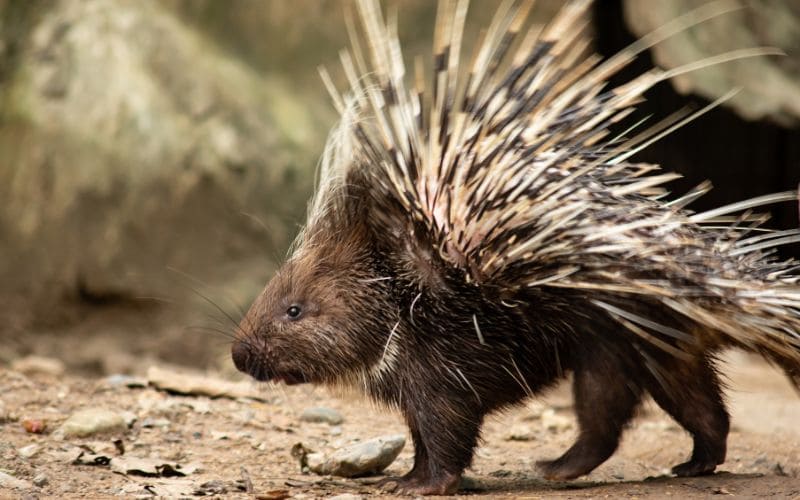 Porcupine