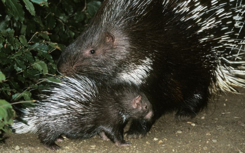 Reproduction and life cycle of African Porcupines