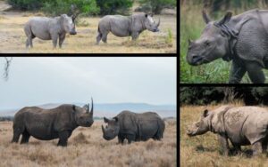 Rhinos of the World