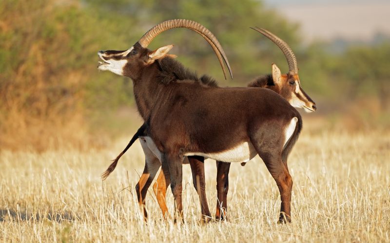 Sable Antelope Kruger Park Safaris