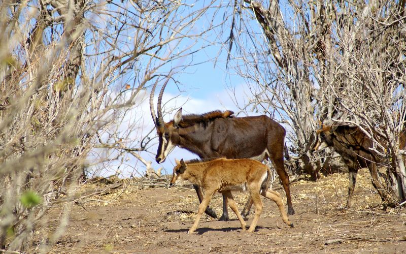 Sable Antelope Calf