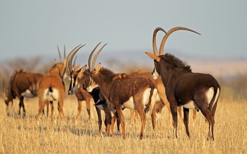 Sable Antelope Herd