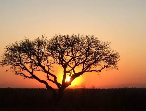 Ideal length for your Kruger adventure at sunset - Nhongo Safaris