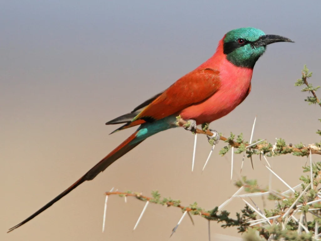 The Southern Carmine Bee-eater: A Vibrant Summer Visitor