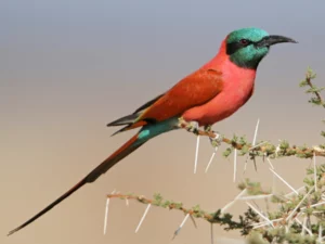 Southern Carmine Bee-eater - Vibrant Summer Visitor in Kruger