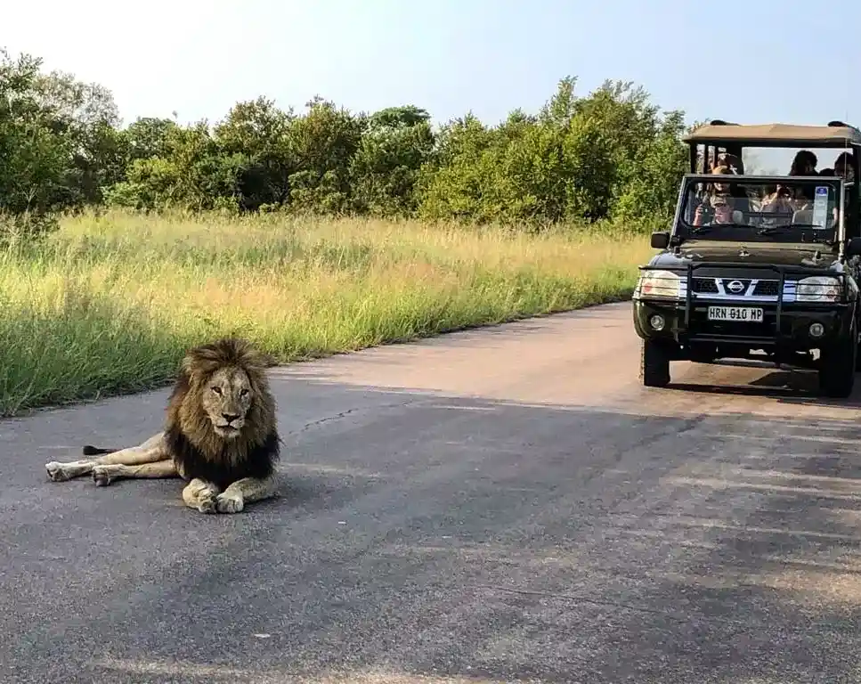 Safaris Kruger National Park