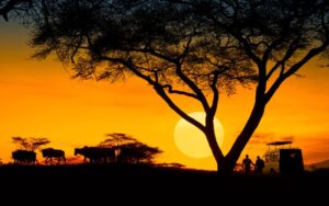Sunset Night Safari