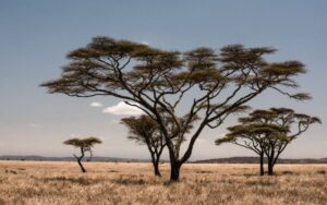 Trees of Africa