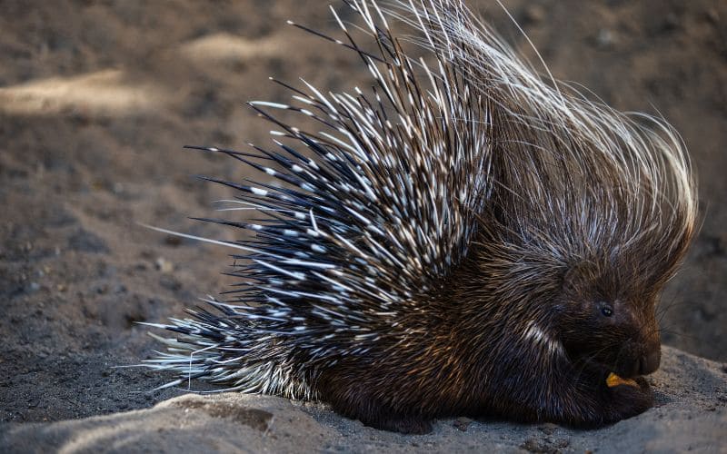 Unique adaptations of African Porcupines