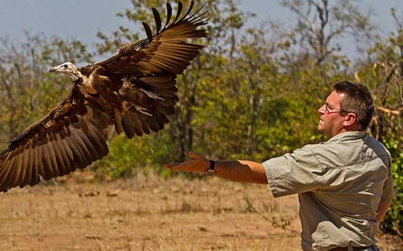 Vulture Release