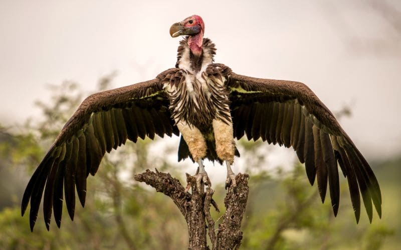 Vulture