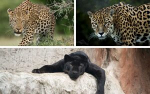 Wild Cats Of the World
