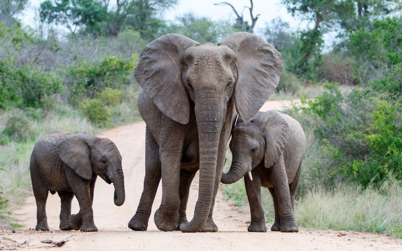Wildlife Safaris Kruger National Park