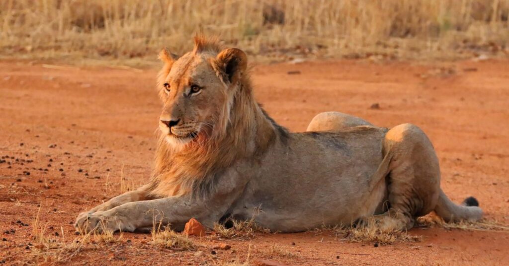 Young Male Lion Kruger National Park