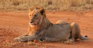 Young Male Lion Kruger National Park