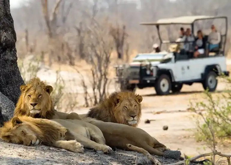 Luxury Safari Packages