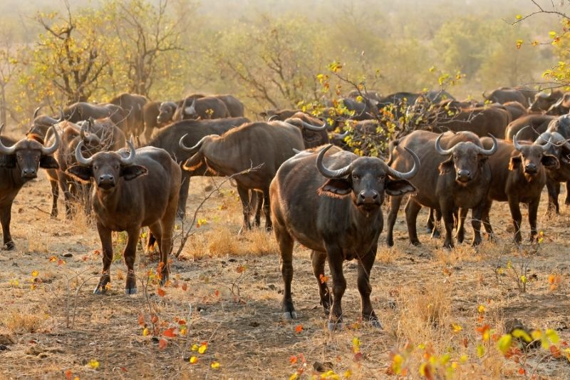 Cape Buffalo in the Kruger National Park