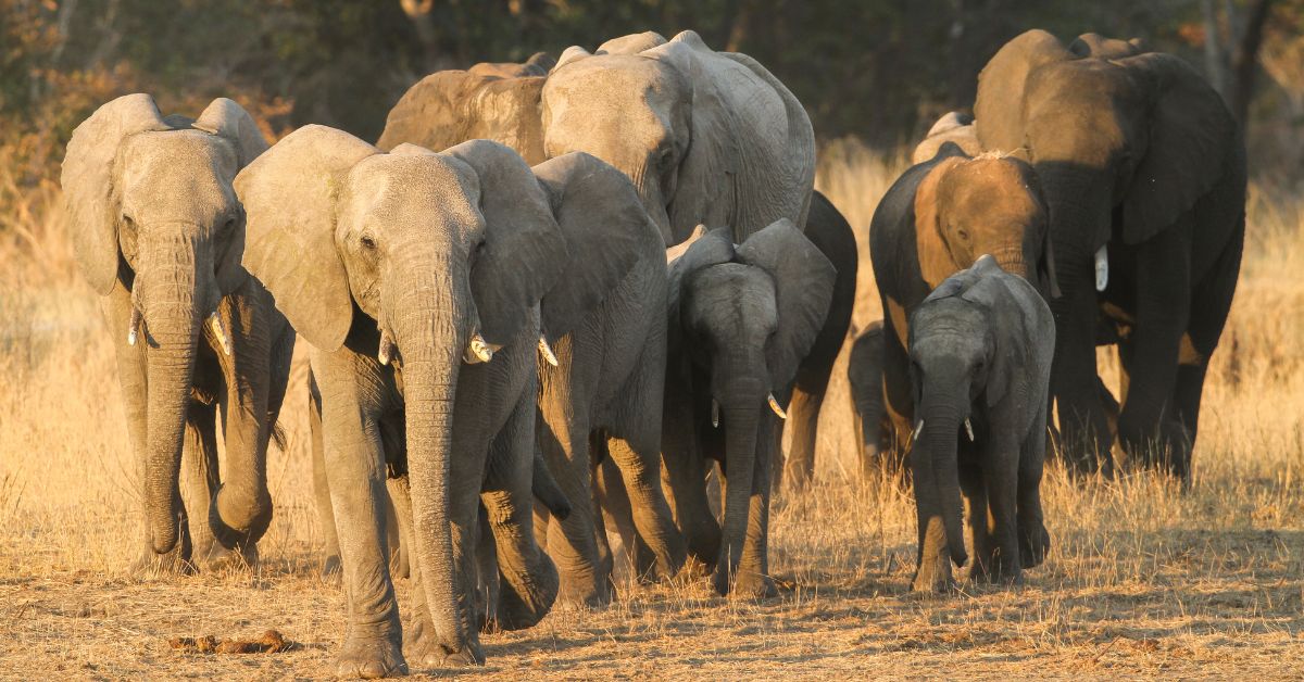 A family herd of elephants in Africa, including a small calf, walking together along a dusty dirt track in the bush.