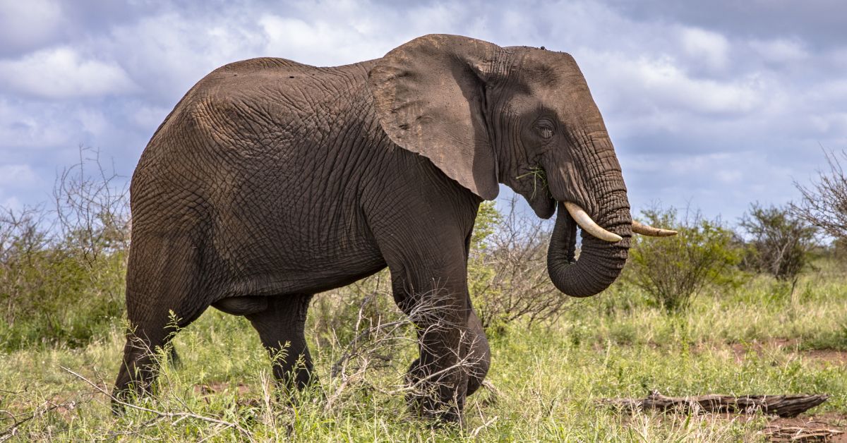 A large African elephant walking across the green bushveld under a cloudy blue sky during a safari.