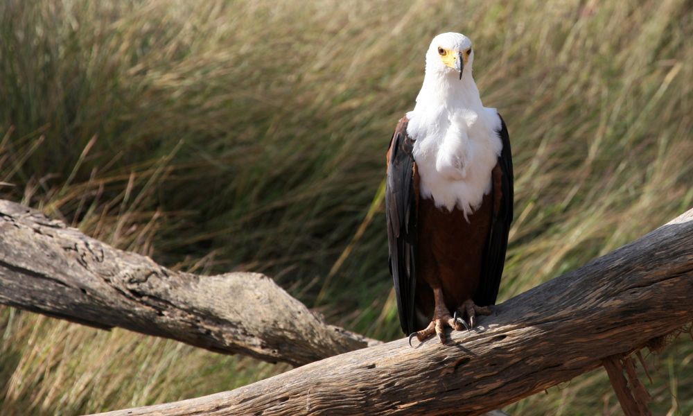 African Fish Eagle in the Kruger National Park