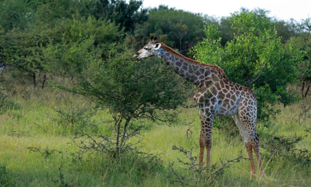Giraffe in the Kruger National Park