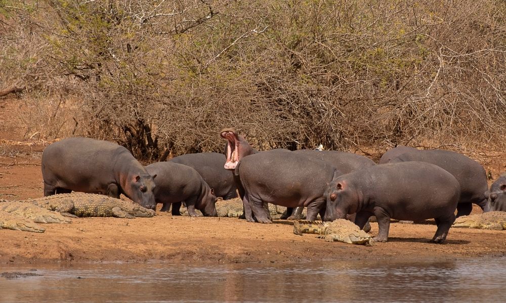 Hippopotamus in the Kruger National Park