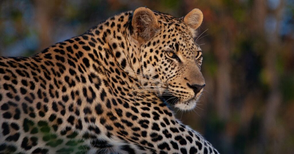 A detailed close-up portrait of an African leopard looking forward during golden hour